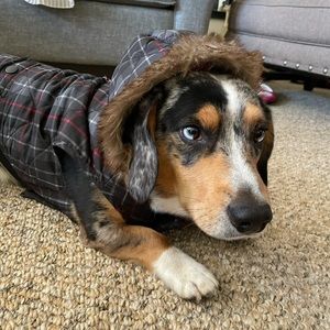 Barkley & Finn plaid doggie winter coat. Size M